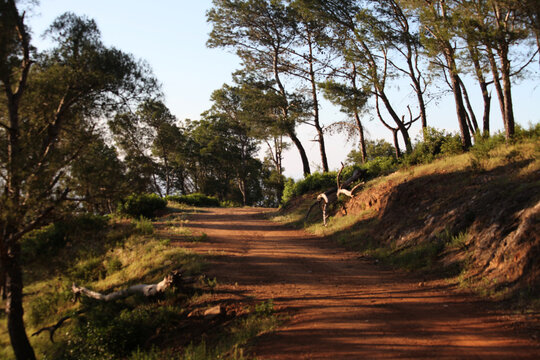 Red Soil Wide Road  Between High Tress In Forest. Forest Rural Way With Tree Shadow.  