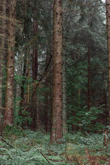 Fototapeta premium Foggy forest on Mount Jenner, Germany