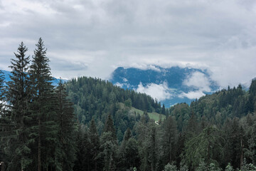 Foggy forest on Mount Jenner, Germany