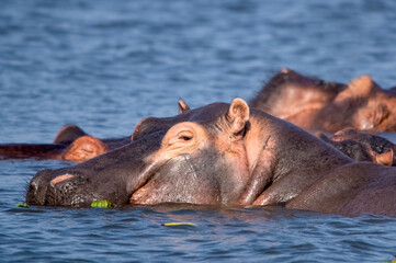 Portrait of a hippopotamus swimming in the lake. Murchison Falls National Park. Uganda, Africa