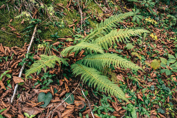 fern leaf in the forest