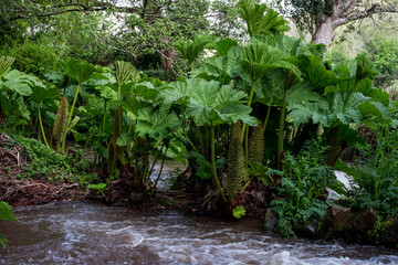 Giant broad leaved plants of the species Gunnera manicata