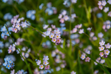 Forget-Me-Nots in the field with the grass. 