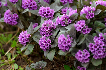 Primroses blooms in the garden in spring