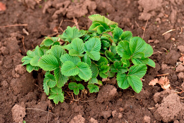 Young strawberries in the garden before flowering. Strawberry leaves

