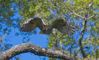 great horned owl adult (bubo virginianus) flying towards camera from oak tree, yellow eyes fixed on camera, wings spread apart, bokeh background