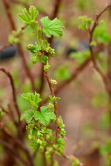 Obraz premium The first green leaves and buds in the garden 