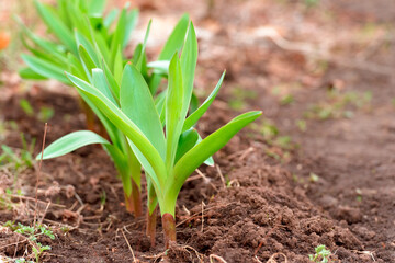 Decorative onion in the garden in spring