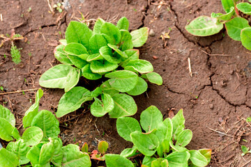 Daisies grow in the garden, the first flowers