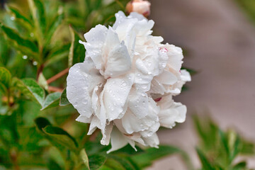 Beautiful blooming pionies flowers in botanic garden.