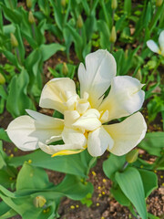 Obraz premium White terry tulip with interesting petals and a yellow center. Top view. The festival of tulips on Elagin Island in St. Petersburg.