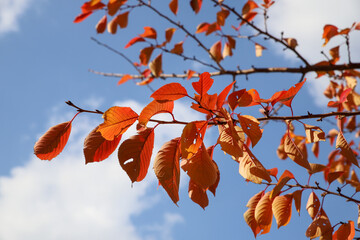 桜の紅葉