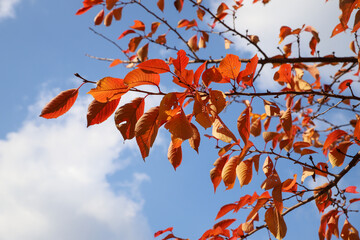 桜の紅葉