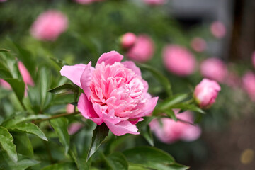Romantic pink peonies in spring garden sunny day