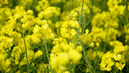 Gelbe Blühten auf einem Rapsfeld im Detail im Frühling