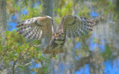 Fototapeta premium great horned owl adult (bubo virginianus) flying towards camera from oak tree, yellow eyes fixed on camera, wings spread apart, bokeh background