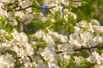 Apple trees are blooming. White apple blossoms. Apple tree branches