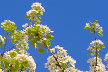 Blooming apple tree branches against the blue sky