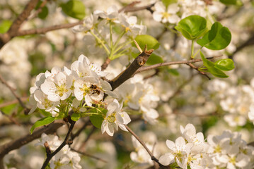 Apple trees are blooming. White apple blossoms. Apple tree branches