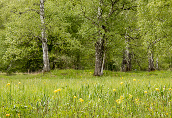 Birch trees growing in a green meadow with yellow flowers