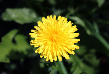 A close up of a yellow dandelion.