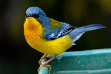 Tropical Parula (Setophaga pitiayumi) is a small New World warbler. It is a small passerine bird.