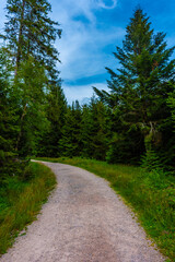 The Black Forest of Germany