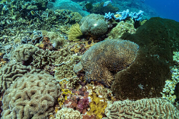 Beautiful panorama view over tropical reef in Indonesia populated by many different coral types, both soft and hard. Soft blue underwater light. Picture taken during Scuba dive in tropical sea, Bali