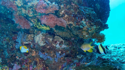 Fototapeta na wymiar Very close photo of beautiful Ambon damselfish and Reef Butterflyfish under vertical reef populated by many different corals. Picture taken during Scuba dive in warm tropical sea of Indonesia, Bali.