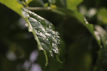 雨に濡れるデュランタの葉