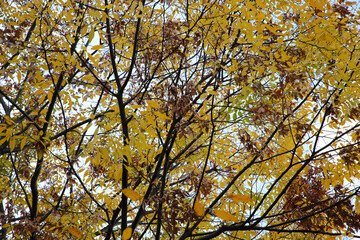 ケヤキの街路樹の黄葉