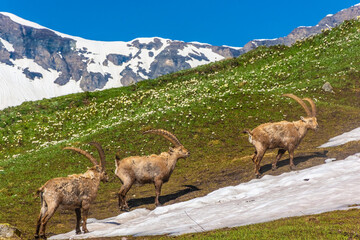 Beautiful Alpine ibex in the snowy mountains of Gran Paradiso National Park, Italy