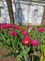 A flowerbed with lilac tulips on a sunny spring day among the trees on the background of pavion. The festival of tulips on Elagin Island in St. Petersburg.