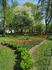 Fototapeta na wymiar Large flower beds with colorful tulips on a sunny spring day among trees and flowering cherry trees. The festival of tulips on Elagin Island in St. Petersburg.