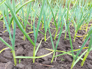garlic grows in the vegetable garden. agricultural beds, gardening, green leaves.