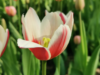 White with red streaks on the outside and pure white inside the tulip. The festival of tulips on Elagin Island in St. Petersburg..