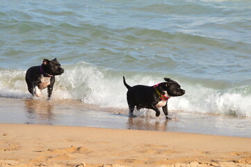 Perros negros corriendo en la playa