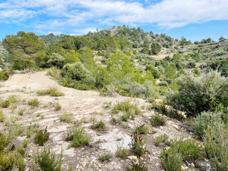 Fototapeta na wymiar Green olive tree landscape against mountain range
