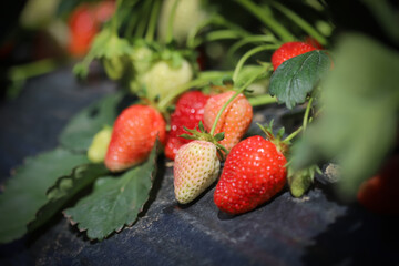 Strawberries in the garden, close up