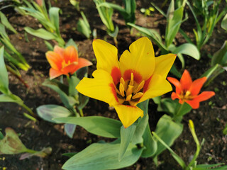 Yellow tulip with a red center on the flower bed. The festival of tulips on Elagin Island in St. Petersburg.