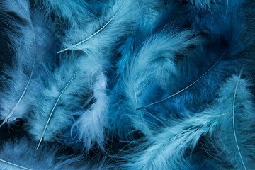 Feathers of delicate blue shades. Background, texture. Abstract and stylish background. Smooth lines and texture of feather, down
