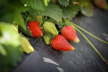 Strawberries in the garden, close up