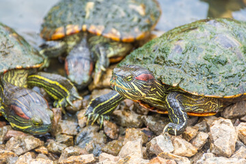 Group of Chrysemys Picta, or painted turtle, in Singapore Botanic Gardens