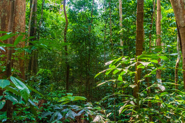 Tropical rainforest of Singapore botanic gardens