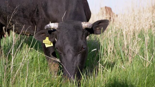 Black Cash Cow Grazes in a Beautiful Meadow, Eating Green Grass. Farm animal. Producing milk and meat. 4K. Close up.