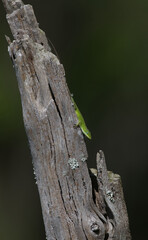 Obraz premium Green Anole Lizaerd (anolis carolinensis) sunning on dead tree snag, green color, scale detail