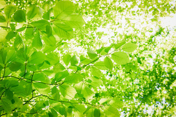 Fototapeta na wymiar Full frame background of fresh green leaves in a crown of a beech tree with deep sun backlight. High resolution image ideal for interior decoration in Healing by Nature Fine Art Design Style.