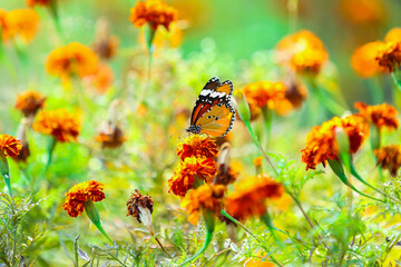 butterfly on a flower