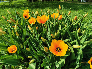 Orange tulips with a black core on a bed of green leaves. The festival of tulips on Elagin Island in St. Petersburg.