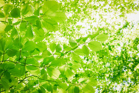 Full frame background of fresh green leaves in a crown of a beech tree with deep sun backlight. High resolution image ideal for interior decoration in  Healing by Nature Fine Art Design Style.